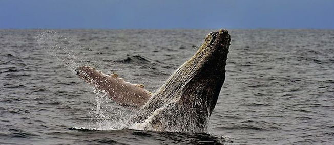 Une baleine