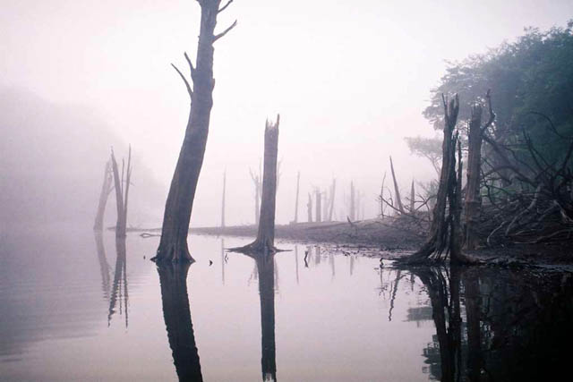 Image de troncs d'arbres morts dans une eau marécageuse